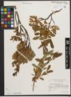Foto von Salix waldsteiniana Willd.
